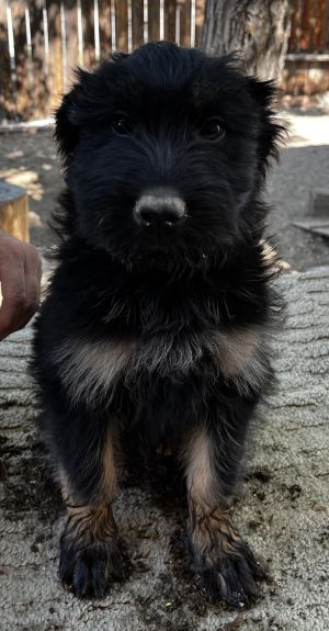 Jasper, Baby Male German Shepherd Dog