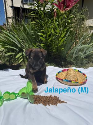 Jalapeno, Baby Male German Shepherd Dog