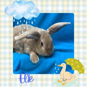 Elk, Adult Male Bunny Rabbit