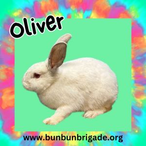 Oliver, Adult Male Californian