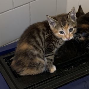 Opal, Baby Female Domestic Short Hair