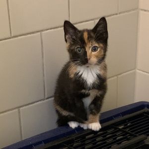 Jessie, Baby Female Domestic Short Hair