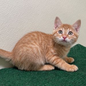 Nacho Domestic Short Hair Cat