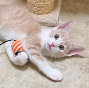 Hi there Im Duff -- a one-kitten show with a flair for fun Ive got a soft creamy ginger coat
