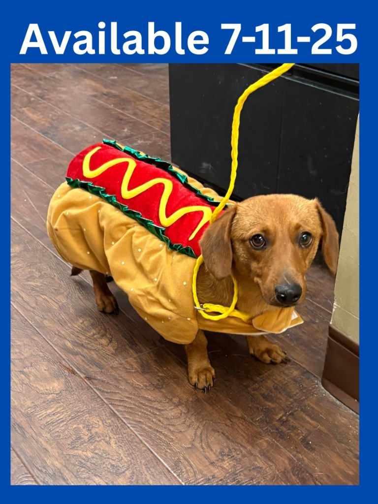 Dog kennel #1