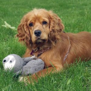 Tanooki, Young Male Cocker Spaniel