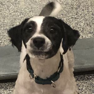 Oreo, Young Male Mixed Breed