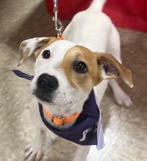 Pup French Fry, Baby Female Foxhound