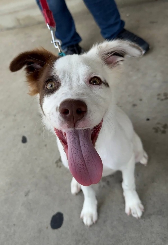 Pup Tallie