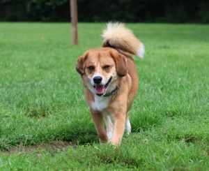 Bruno, Adult Male Beagle