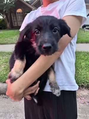 Coco Ocean, Baby Female Retriever