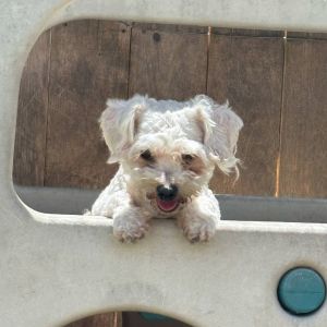 Oscar, Baby Male Poodle