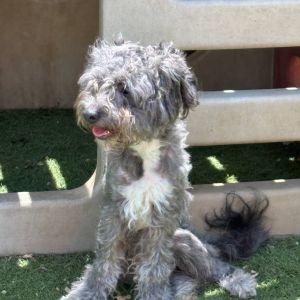 Peter, Adult Male Poodle