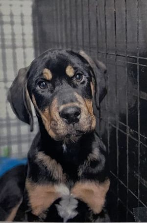 Dumbledore, Young Male Rottweiler