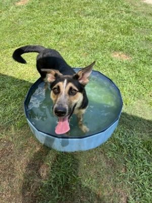 Shine, Young Female Shepherd