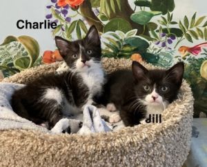 Jill, Baby Female Domestic Short Hair