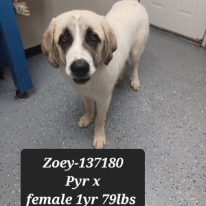 Zoey, Young Female Great Pyrenees