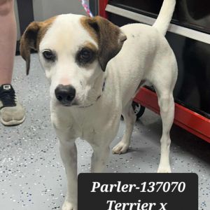 Parler, Adult Male Terrier