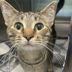 Momma, Young Female Domestic Short Hair