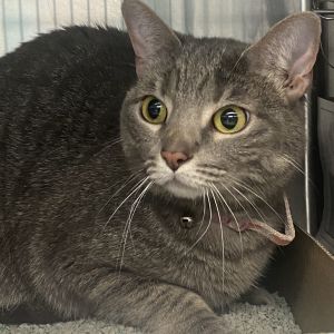Luna Eclipse, Adult Female Domestic Short Hair