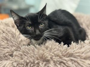 COLORADO, Baby Male Domestic Short Hair