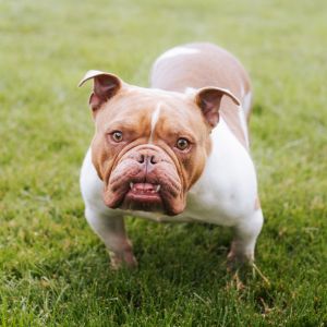 Lilac, Adult Female English Bulldog