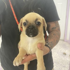 Barbie&#39;s Dream Mobile, Baby Female Chihuahua