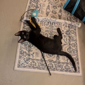 Kobalt, Baby Male Domestic Short Hair