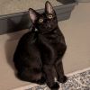Kobalt photo 2