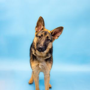 Pen 190c Gemma German Shepherd Dog Dog