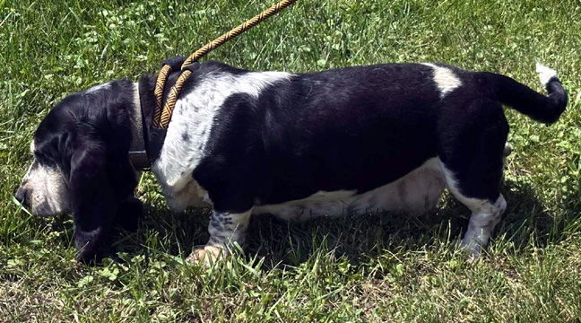 DIXIE 2