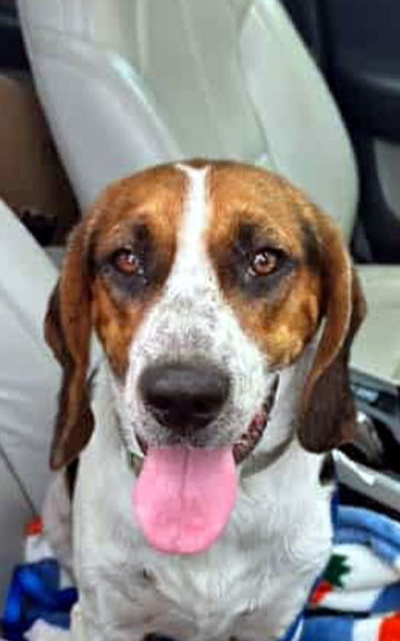 OSCAR - ADOPTION PENDING! 1