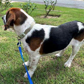 OSCAR - ADOPTION PENDING! 2