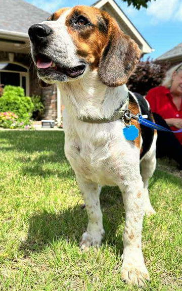 OSCAR - ADOPTION PENDING! 3
