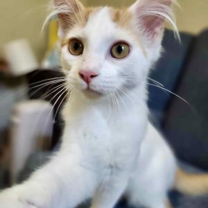 Please visit our website wwwferalfelinefriendsorg to learn more about this feline and to see other