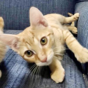 Tangerine, Baby Male Tabby