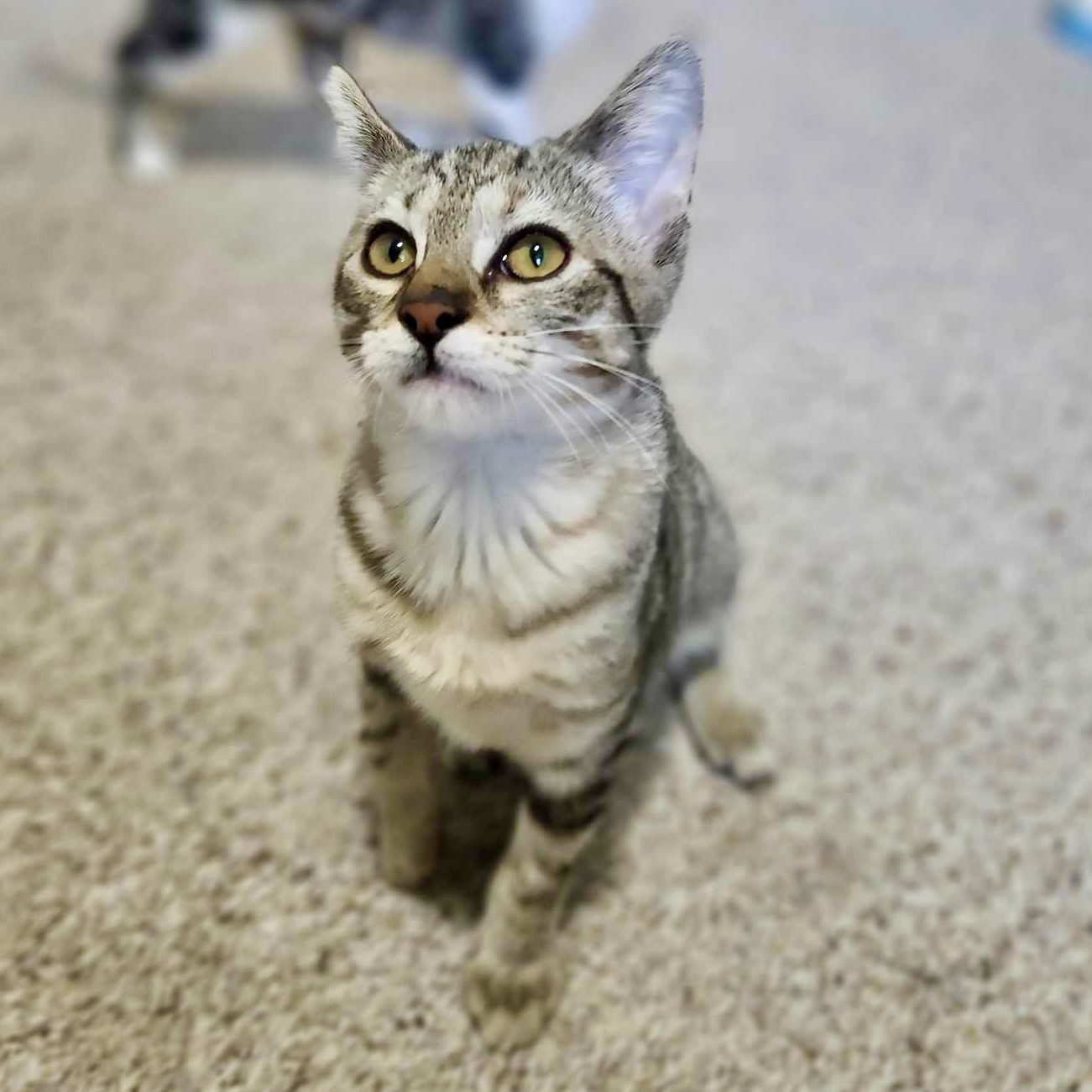Sienna