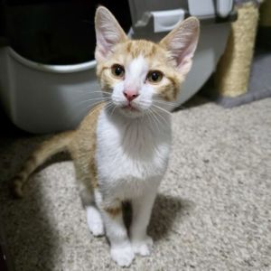 Terracotta Tabby Cat