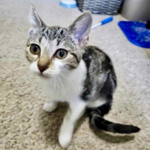 Umber Tabby Cat