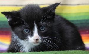 Sean, Baby Male Domestic Short Hair