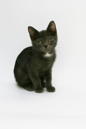 Gaston, Baby Male Domestic Short Hair