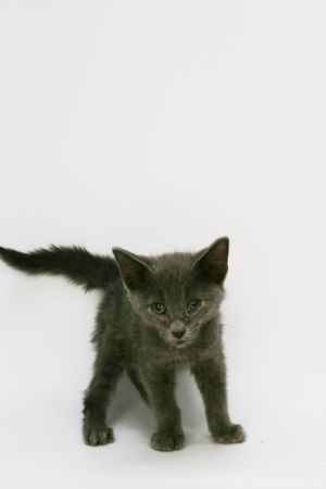 Grey, Baby Male Domestic Short Hair
