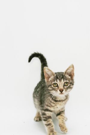 Gigi, Baby Female Domestic Short Hair