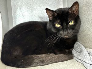 Chuckle, Adult Male Domestic Short Hair
