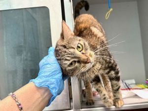 Snow Cone Domestic Short Hair Cat