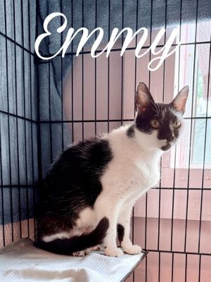 Emmeline, Adult Female Domestic Short Hair