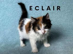 Eclair, Baby Female Domestic Medium Hair