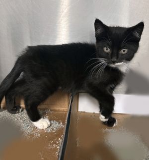 Nino, Baby Male Domestic Medium Hair