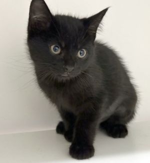 Mario, Baby Male Domestic Medium Hair