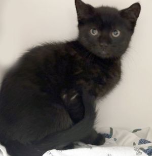 Mike, Baby Male Domestic Medium Hair